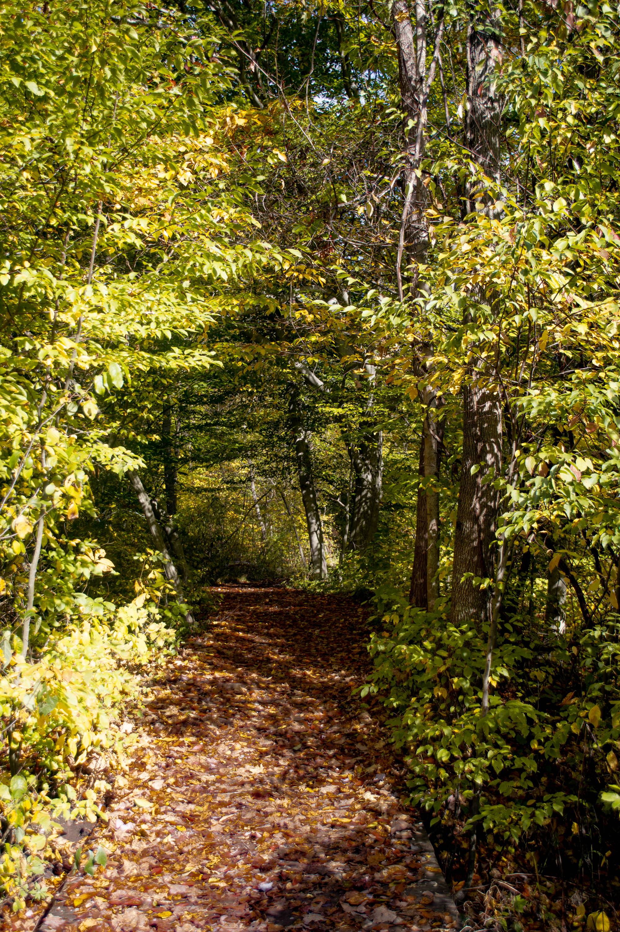 Image of trail in the Ravines